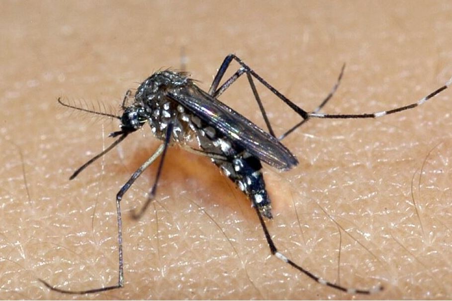 Criança de 1 mês é a primeira vítima de dengue no ano em Mato Grosso do Sul